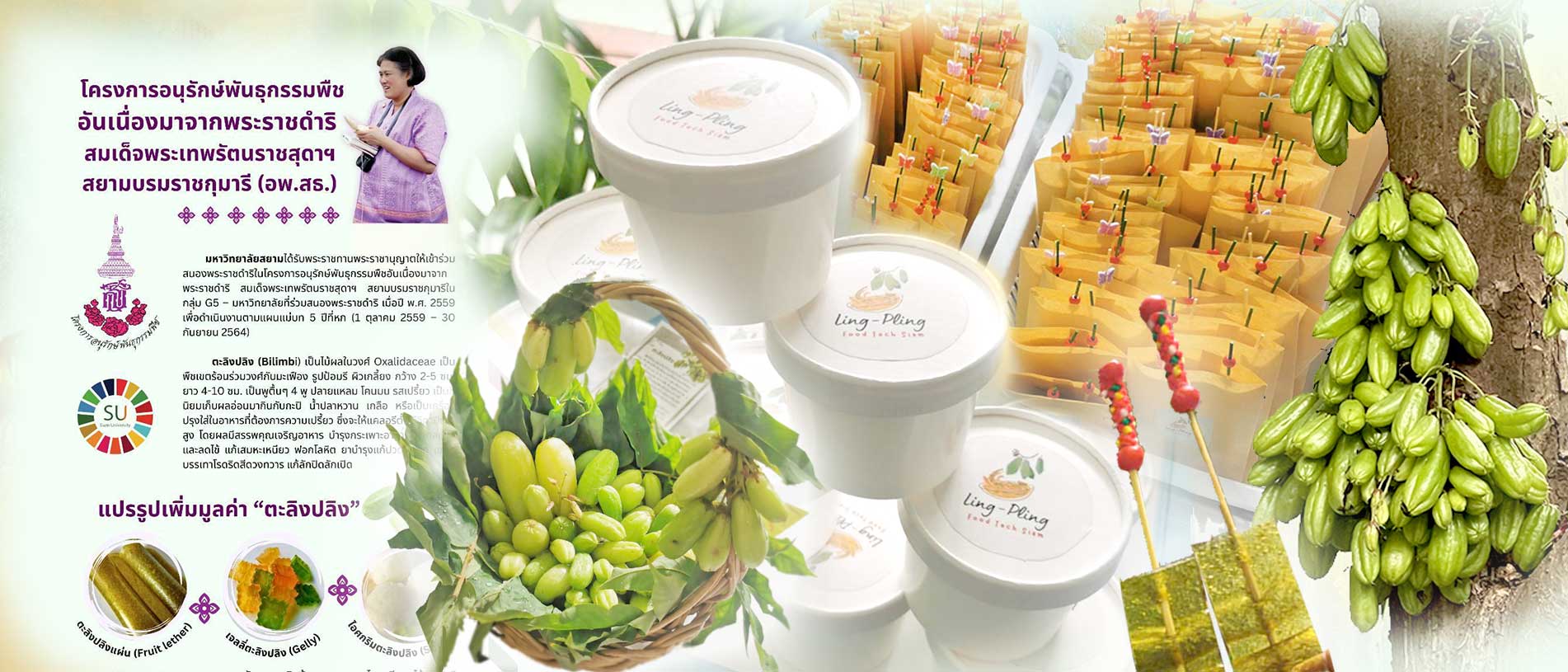 โครงการอนุรักษ์พันธุกรรมพืช พืชตะลิงปลิง